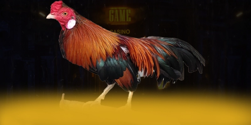 SA88 - Sảnh game đẳng cấp được yêu thích nhất