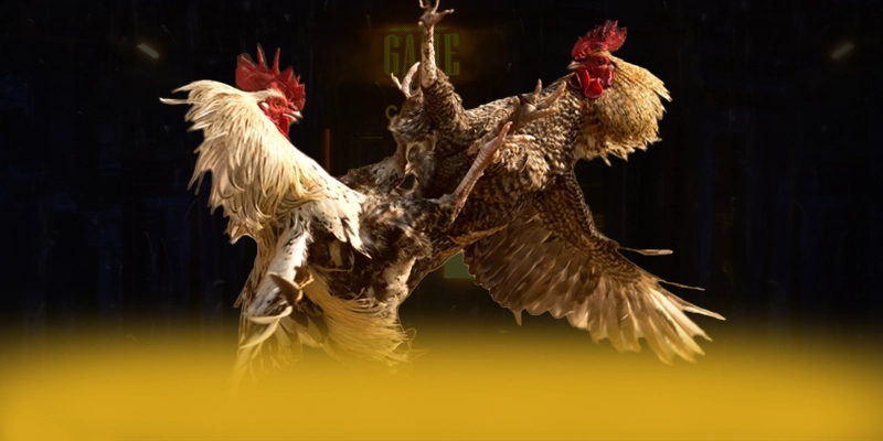 KUWIN – Cổng cá cược được nhiều người chơi lựa chọn, đang làm mưa làm gió trên thị trường.