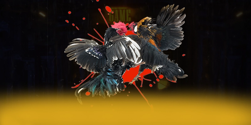 DAGA88 - Nhà cái mượt mà trên thị trường