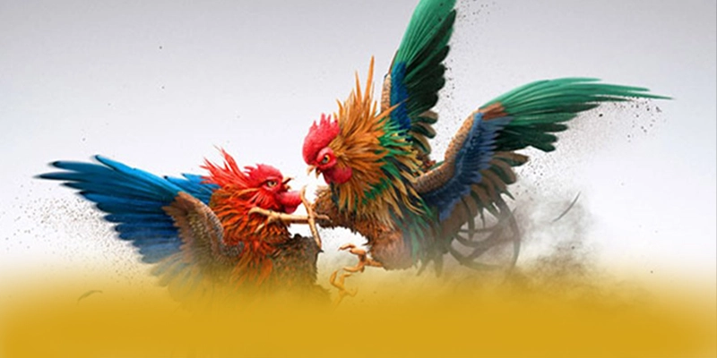 GO8 - Đánh giá tổng thể dành cho người chơi.