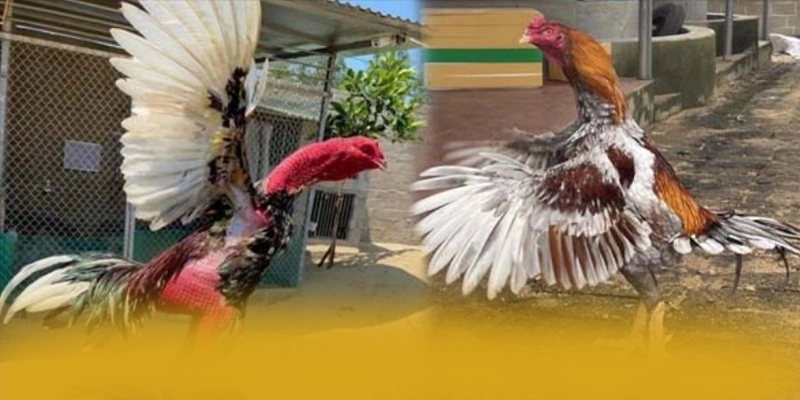 SUNWIN - Sảnh game cam kết bảo vệ người chơi tuyệt đối được đánh giá cao – Khám phá độ uy tín của SUNWIN