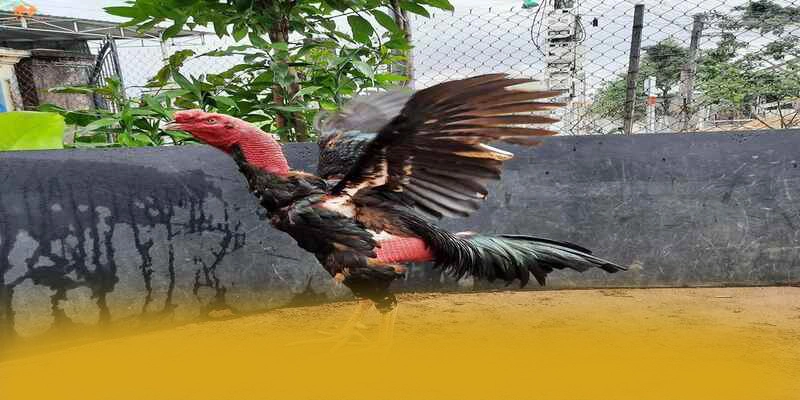 tỷ lệ kèo bóng đá - Cổng game được cộng đồng tin tưởng được đánh giá cao – Cùng tìm hiểu tỷ lệ kèo bóng đá