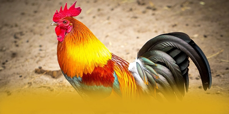 KKWIN - Ứng dụng giải trí giá trị nhất 2025 – Săn quà và khuyến mãi hot từ KKWIN