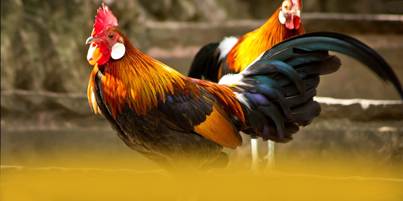 KKWIN - Hệ thống trò chơi trực tuyến mang đến thế giới game đa dạng được giới cược thủ tin tưởng – Khám phá những game hot đến từ KKWIN