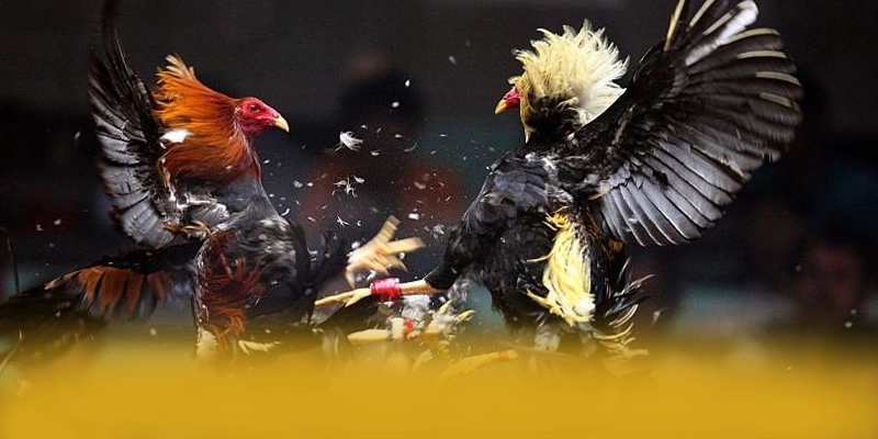 UU88 - Cổng game bài được đánh giá cao về độ tin cậy tại Việt Nam – Cập nhật thông tin về UU88