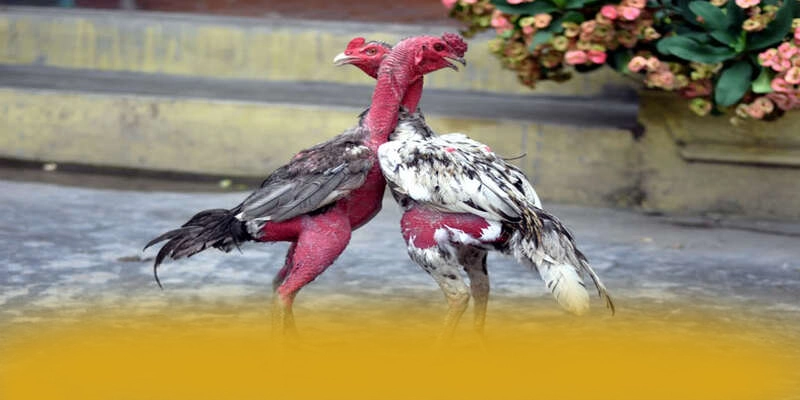 NK88 – Cổng giải trí hàng đầu Việt Nam, được cộng đồng đánh giá tích cực.