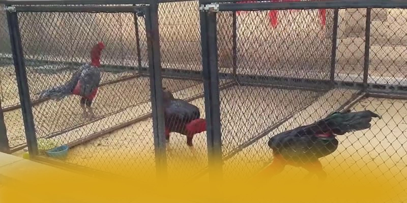 RR99 - Cổng game chất lượng được yêu thích nhất