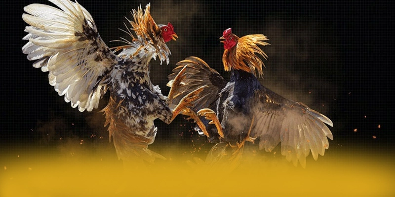 ZBET - Nền tảng sở hữu odds cạnh tranh nhất ZBET - Nền tảng sở hữu odds cạnh tranh nhất